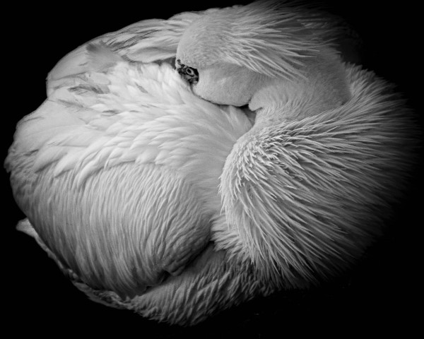 Image of Sleeping Swan by Susie DeZarn from Louisville